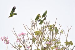 Amazona brasiliensis