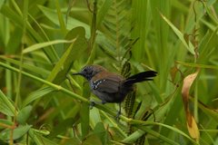 Formicivora acutirostris