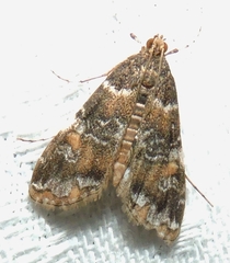 Elophila responsalis