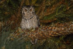 Megascops sanctaecatarinae