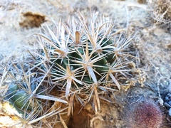 Ferocactus fordii borealis