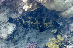 Plectropomus areolatus