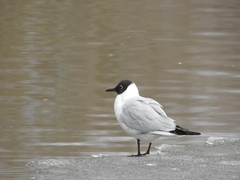 Chroicocephalus ridibundus
