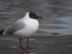 Chroicocephalus ridibundus