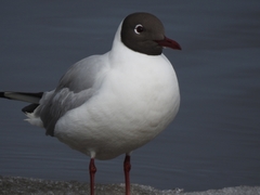 Chroicocephalus ridibundus