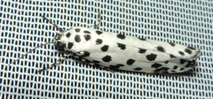 Ethmia clytodoxa