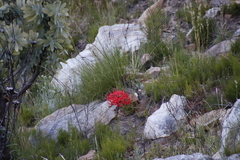 Brunsvigia marginata