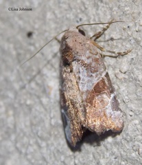 Gonodes liquida