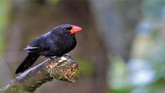 Saltator fuliginosus