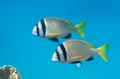 Twobar Seabream photo 2