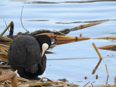 Fulica atra