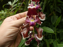 Cyrtochilum geniculatum