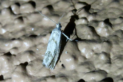 Pelochrista pulveratana