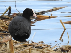 Fulica atra