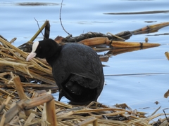Fulica atra