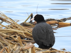 Fulica atra