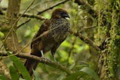 Ortalis squamata