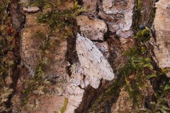 Semioscopis megamicrella