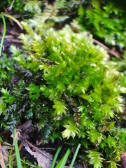 Plagiothecium nemorale