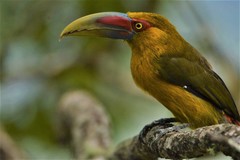 Pteroglossus bailloni