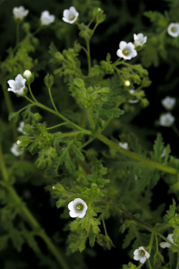 Eucrypta
