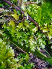 Plagiothecium nemorale