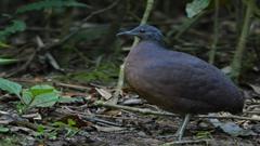 Crypturellus obsoletus
