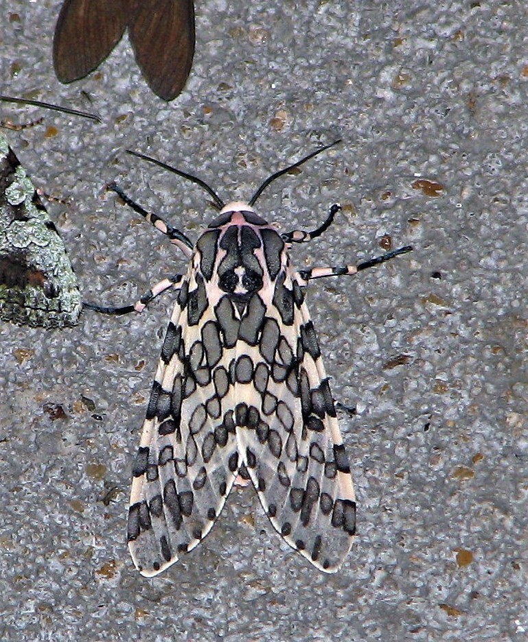 Hypercompe kinkelini