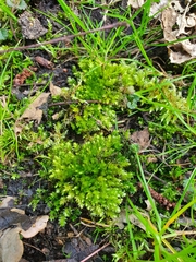 Plagiothecium nemorale