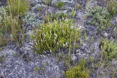 Erica articularis