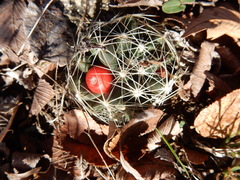 Escobaria missouriensis