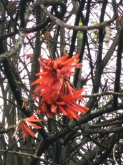 Erythrina rubrinervia