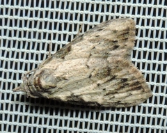 Nola pleurochorda