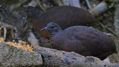 Crypturellus obsoletus