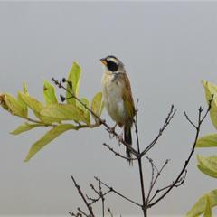 Coryphaspiza melanotis