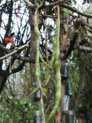 Erythrina rubrinervia