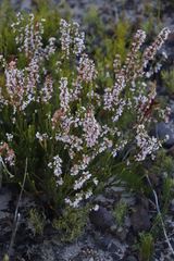 Erica articularis