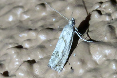 Pelochrista pulveratana