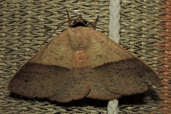 Ophyx ochroptera