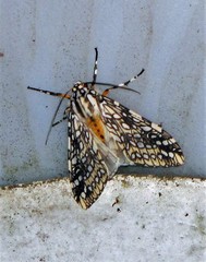 Lophocampa dinora