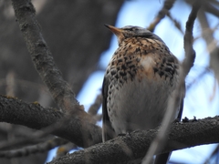Turdus pilaris