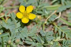 Sibbaldianthe orientalis