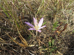 Colchicum laetum