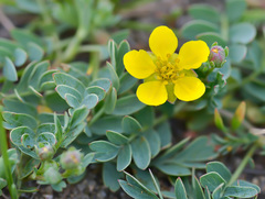 Sibbaldianthe orientalis