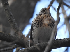 Turdus pilaris