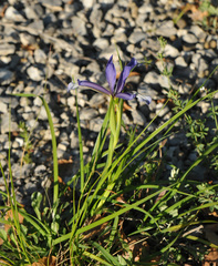 Iris sintenisii