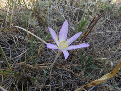 Colchicum laetum