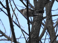 Turdus pilaris