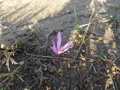 Colchicum laetum