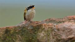 Coryphaspiza melanotis